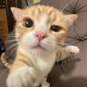 Gio
