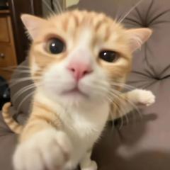 Gio